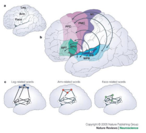 A touch with words dynamic synergies between manual actions